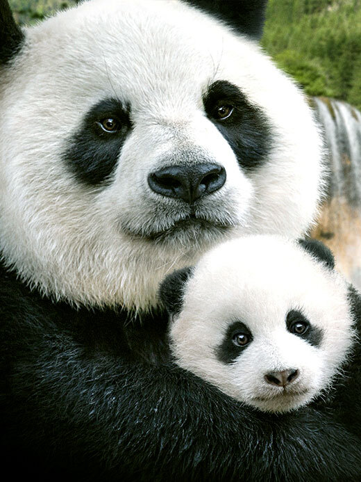 Born In China