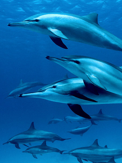 Dolphins